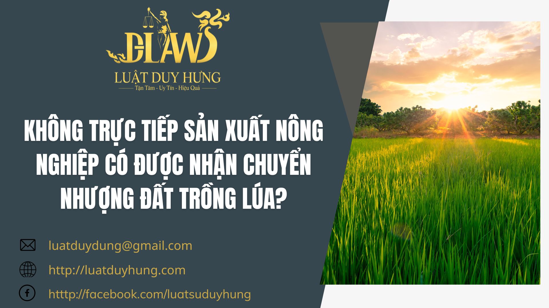 Nhận chuyển nhượng đất trồng lúa